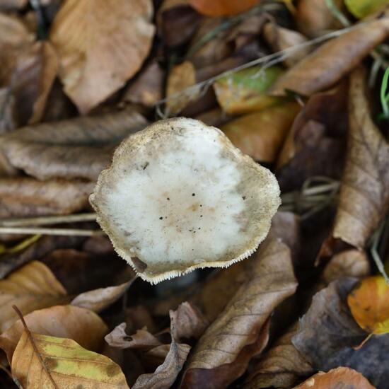 Eine unbekannte Art: Pilz im Habitat Grasland und Büsche in der NatureSpots App