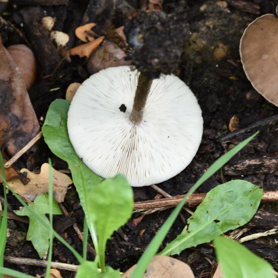 Eine unbekannte Art: Pilz im Habitat Wald in der NatureSpots App