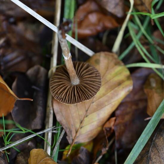 Eine unbekannte Art: Pilz im Habitat Grasland und Büsche in der NatureSpots App