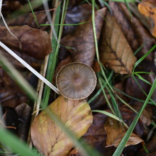 Eine unbekannte Art: Pilz im Habitat Grasland und Büsche in der NatureSpots App