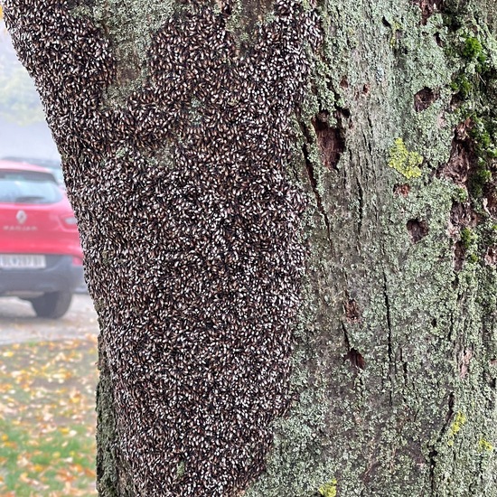 Oxycarenus lavaterae: Tier im Habitat Anderes Stadthabitat in der NatureSpots App