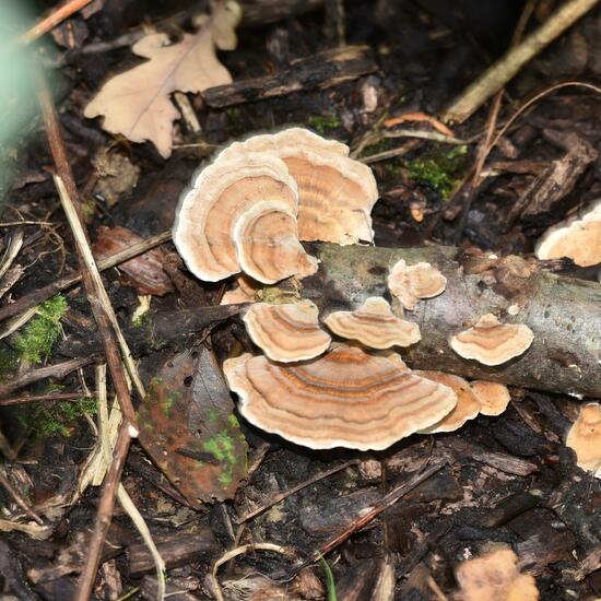 Eine unbekannte Art: Pilz im Habitat Wald in der NatureSpots App