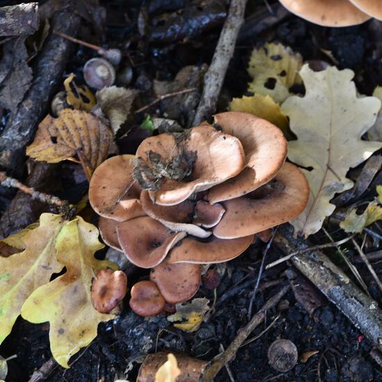 Eine unbekannte Art: Pilz im Habitat Wald in der NatureSpots App