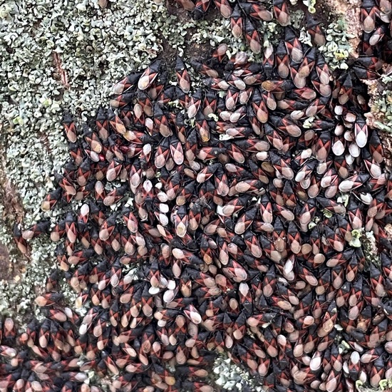 Oxycarenus lavaterae: Tier im Habitat Anderes Stadthabitat in der NatureSpots App