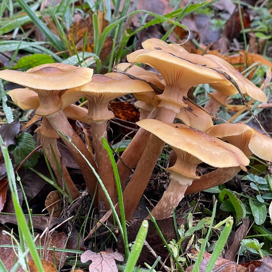 Honiggelber Hallimasch: Pilz in der Natur in der NatureSpots App