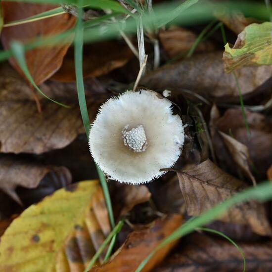 Eine unbekannte Art: Pilz im Habitat Grasland und Büsche in der NatureSpots App