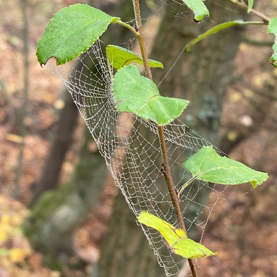 Webspinnen: Tier im Habitat Wald der gemäßigten Breiten in der NatureSpots App