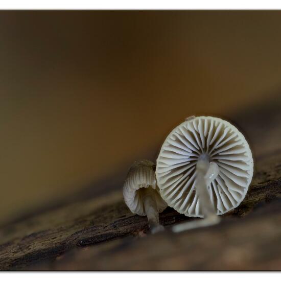 Mycena arcangeliana: Pilz im Habitat Wald in der NatureSpots App