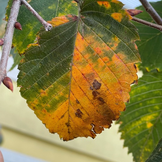 Ulmen: Pflanze im Habitat Stadt und Garten in der NatureSpots App