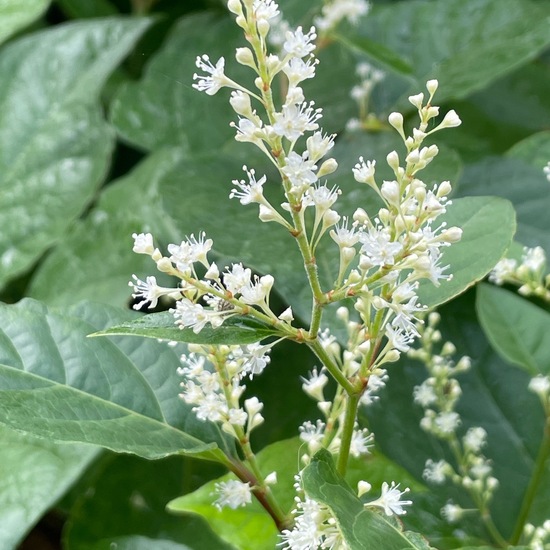 Fallopia japonica: Pflanze im Habitat Anderes Stadthabitat in der NatureSpots App