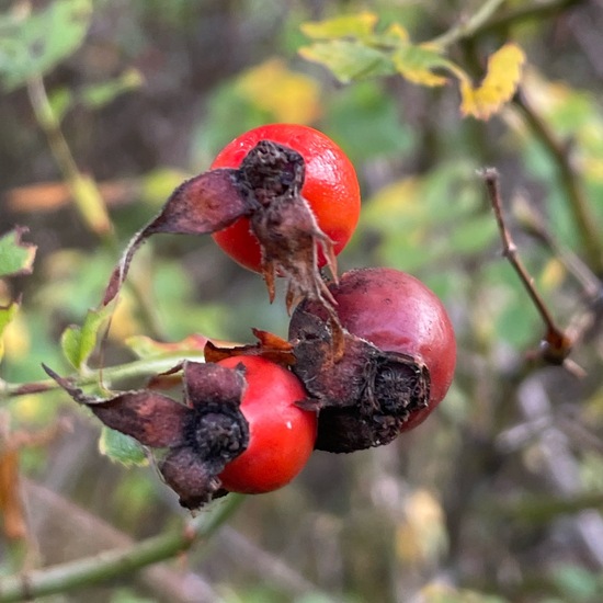 Hunds-Rose: Pflanze im Habitat Ackerrandstreifen in der NatureSpots App