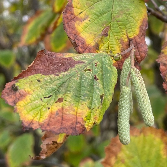 Gemeine Hasel: Pflanze im Habitat Garten in der NatureSpots App