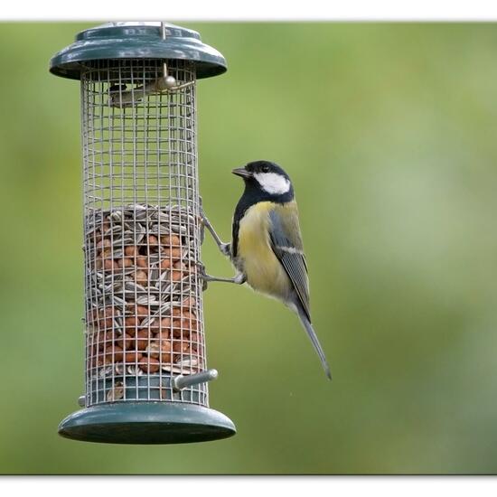 Kohlmeise: Tier im Habitat Hinterhof in der NatureSpots App