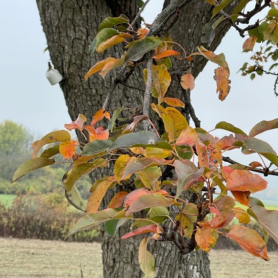 Birnen: Pflanze im Habitat Habitat manuell eingeben in der NatureSpots App