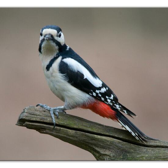 Buntspecht: Tier im Habitat Hinterhof in der NatureSpots App