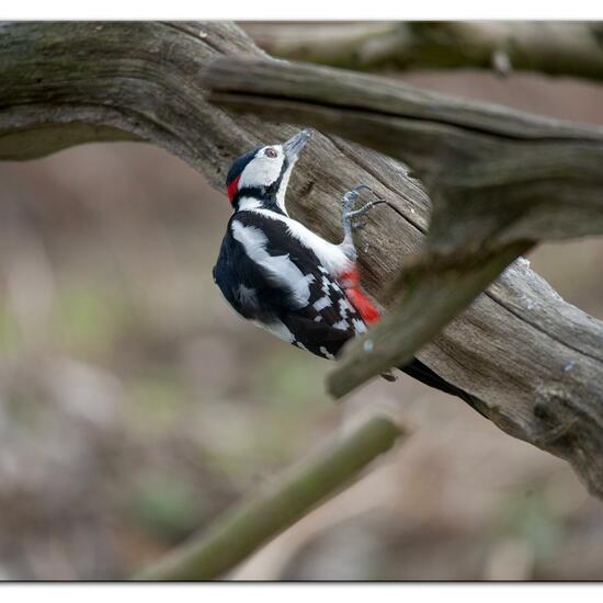 Buntspecht: Tier im Habitat Hinterhof in der NatureSpots App