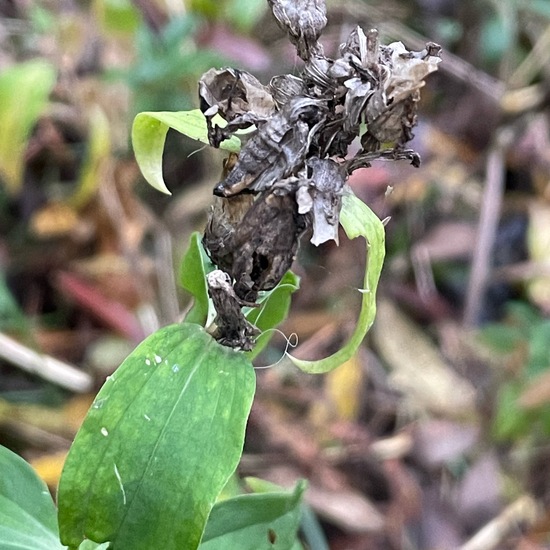 Saponaria officinalis: Plant in habitat Riparian forest in the NatureSpots App