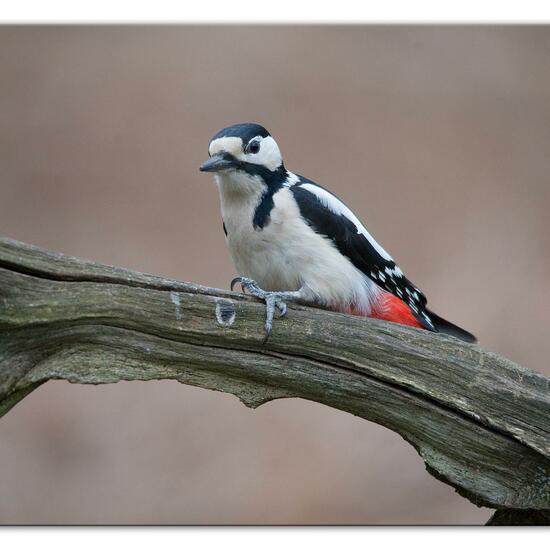 Buntspecht: Tier im Habitat Hinterhof in der NatureSpots App