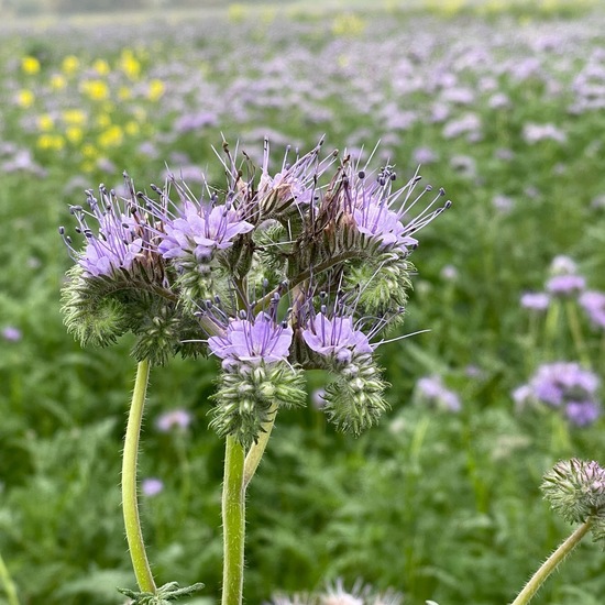 Phacelia tanacetifolia: Plant in habitat Crop cultivation in the NatureSpots App