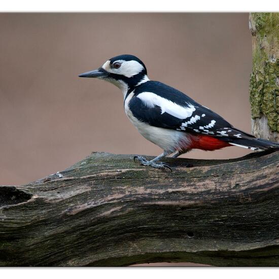 Buntspecht: Tier im Habitat Hinterhof in der NatureSpots App