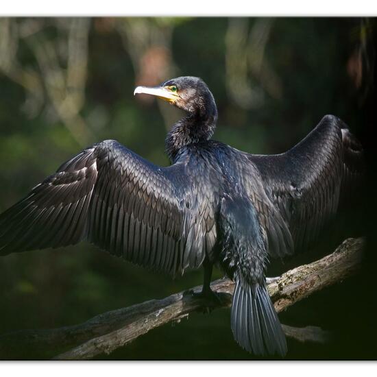 Kormoran: Tier im Habitat Anderes Süsswasserhabitat in der NatureSpots App