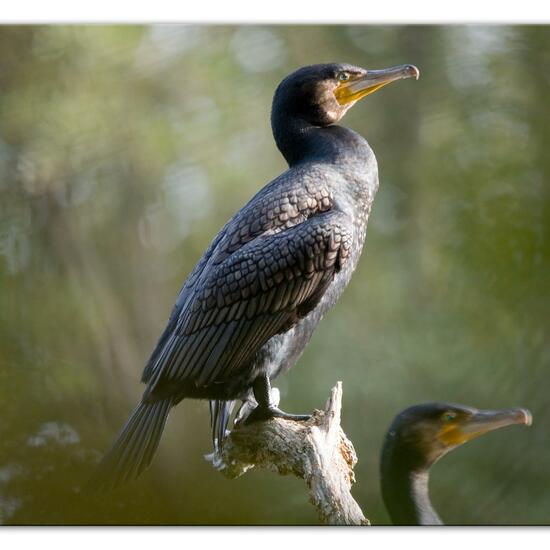 Kormoran: Tier im Habitat Anderes Süsswasserhabitat in der NatureSpots App