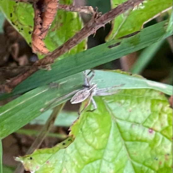 Listspinne: Tier im Habitat Auwald in der NatureSpots App