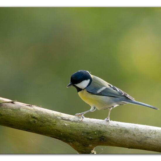 Kohlmeise: Tier im Habitat Hinterhof in der NatureSpots App