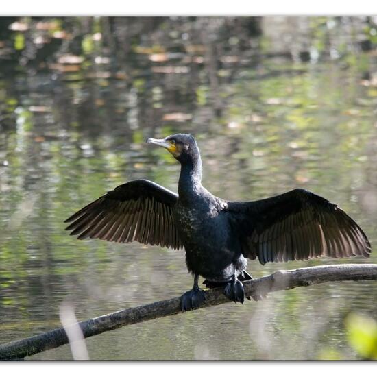 Kormoran: Tier im Habitat Anderes Süsswasserhabitat in der NatureSpots App