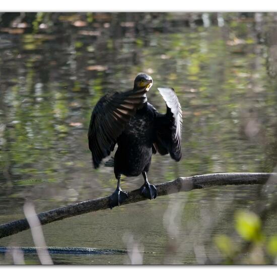 Kormoran: Tier im Habitat Anderes Süsswasserhabitat in der NatureSpots App