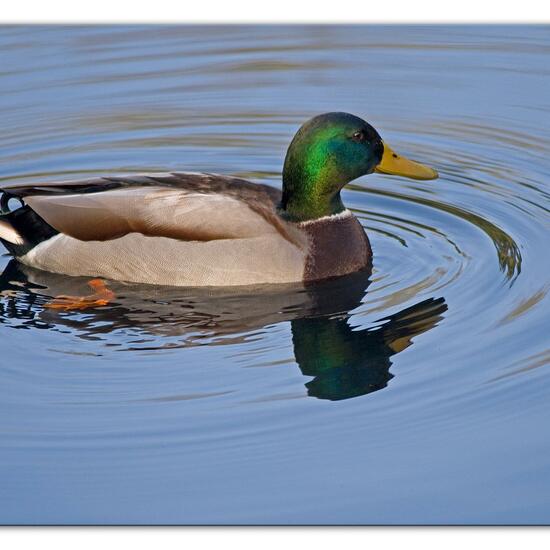 Stockente: Tier im Habitat Anderes Süsswasserhabitat in der NatureSpots App