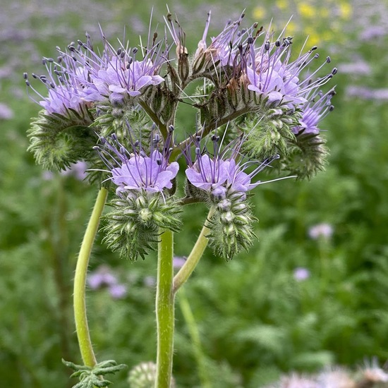 Rainfarn-Phazelie: Pflanze im Habitat Felder in der NatureSpots App