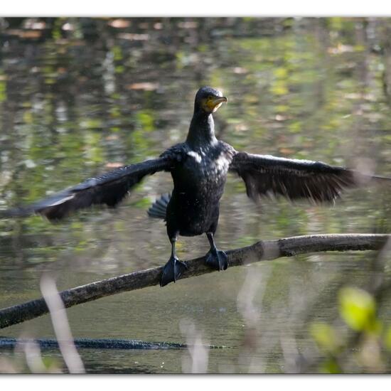 Kormoran: Tier im Habitat Anderes Süsswasserhabitat in der NatureSpots App