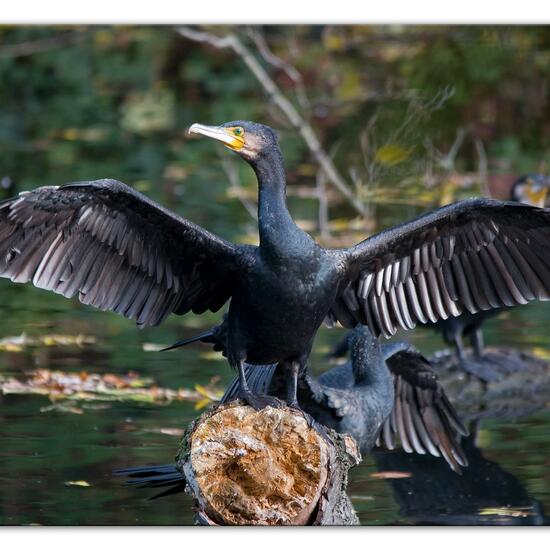 Kormoran: Tier im Habitat Anderes Süsswasserhabitat in der NatureSpots App