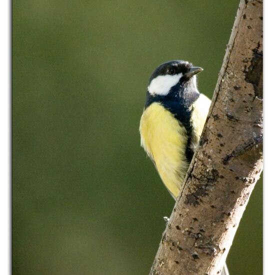 Kohlmeise: Tier im Habitat Hinterhof in der NatureSpots App