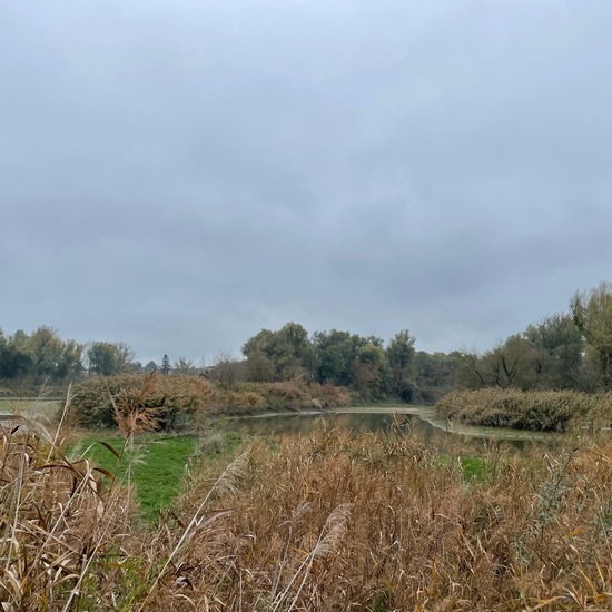 Landschaft: Süßwasser im Habitat Anderes Süsswasserhabitat in der NatureSpots App