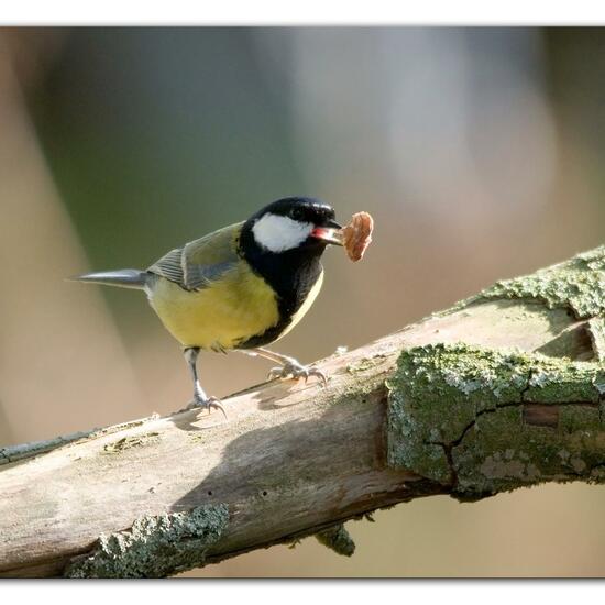 Kohlmeise: Tier im Habitat Hinterhof in der NatureSpots App