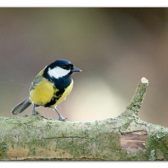 Kohlmeise: Tier im Habitat Hinterhof in der NatureSpots App