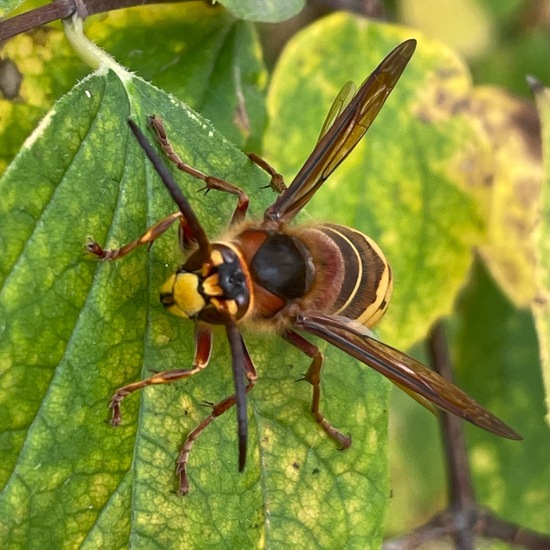 Hornisse: Tier im Habitat Park in der NatureSpots App