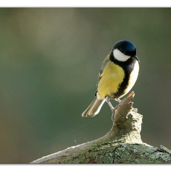 Kohlmeise: Tier im Habitat Hinterhof in der NatureSpots App