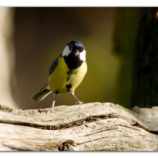 Kohlmeise: Tier im Habitat Hinterhof in der NatureSpots App