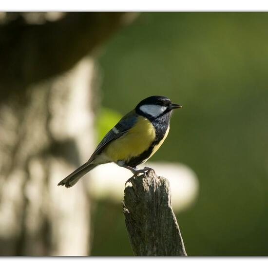 Kohlmeise: Tier im Habitat Hinterhof in der NatureSpots App