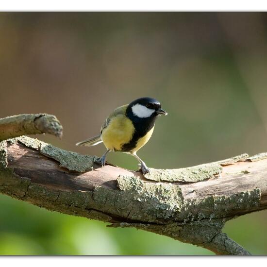 Kohlmeise: Tier im Habitat Hinterhof in der NatureSpots App