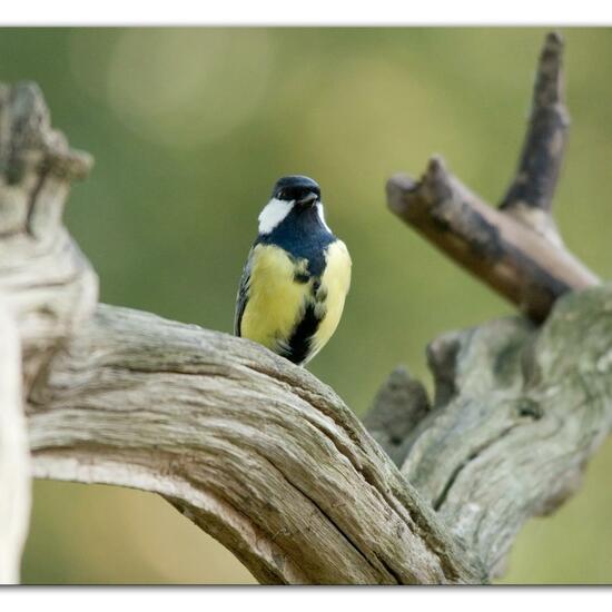 Kohlmeise: Tier im Habitat Hinterhof in der NatureSpots App