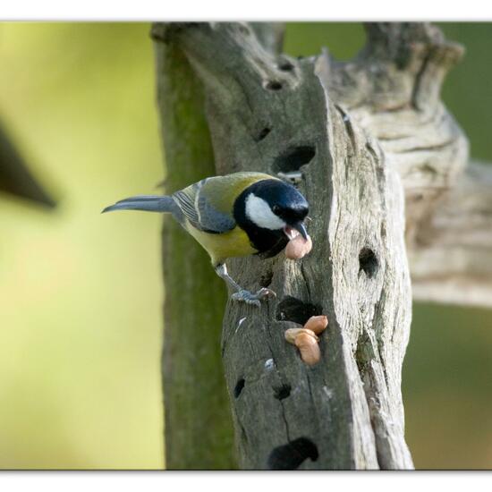 Kohlmeise: Tier im Habitat Hinterhof in der NatureSpots App