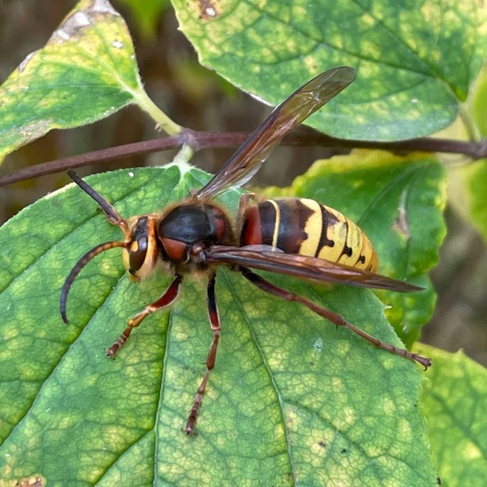 Hornisse: Tier im Habitat Park in der NatureSpots App