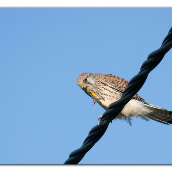 Turmfalke: Tier im Habitat Strasse/Verkehr in der NatureSpots App