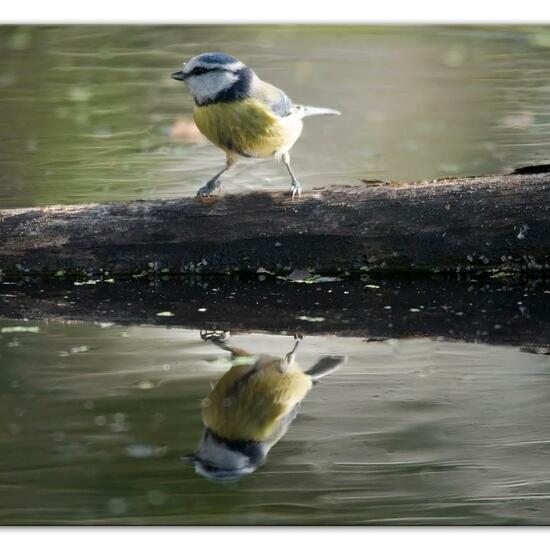 Blaumeise: Tier im Habitat Hinterhof in der NatureSpots App