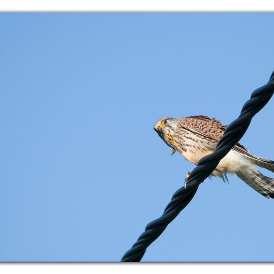 Turmfalke: Tier im Habitat Strasse/Verkehr in der NatureSpots App