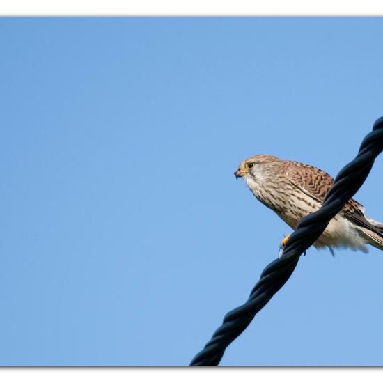 Turmfalke: Tier im Habitat Strasse/Verkehr in der NatureSpots App